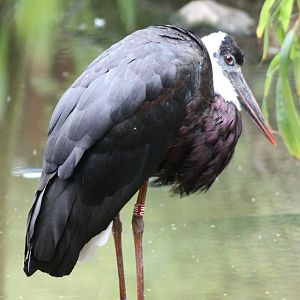 Woolly-necked stork