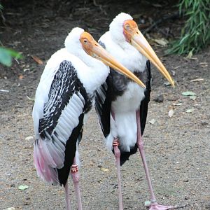 Painted storks