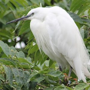 Little egret