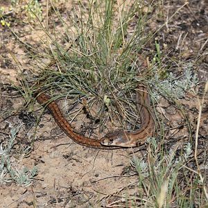 Eastern Hooded Scaly-foot (Pygopus scraderi)