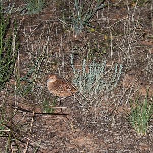 Little Button-quail (Turnix velox)