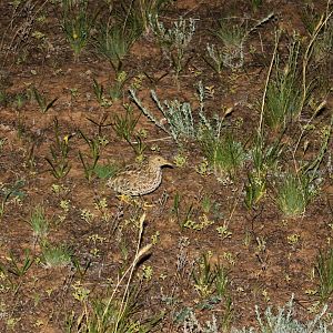 Plains-wanderer (Pedionomus torquatus)