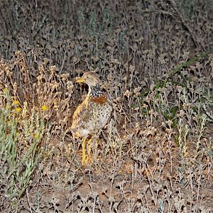 Plains-wanderer (Pedionomus torquatus)
