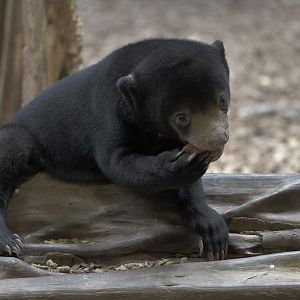 Sun bear cub 'Kyra'