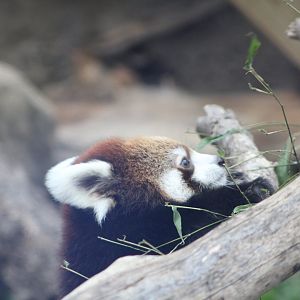 Red Panda Cub on the Move