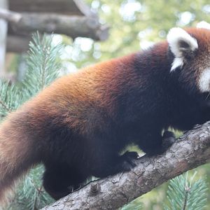 Red Panda Cub on the Move