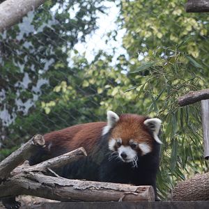 Red Panda on the Move