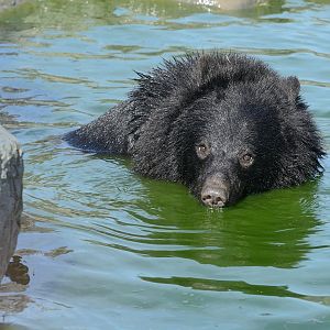 Mika - Manchurian Black Bear / Moon Bear - Wingham Wildlife 29/09/2018