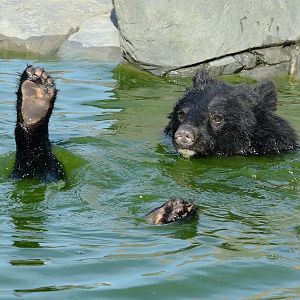 Mika - Manchurian Black Bear / Moon Bear - Wingham Wildlife 29/09/2018