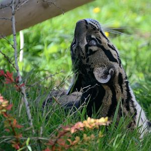 Clouded Leopard - Wingham Wildlife 29/09/2018