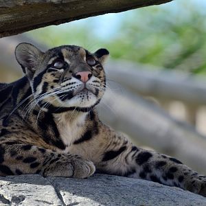 Clouded Leopard - Wingham Wildlife 29/09/2018