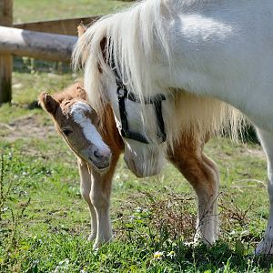 Duchess & Foal - American Miniature Horse - Wingham Wildlife 29/09/2018