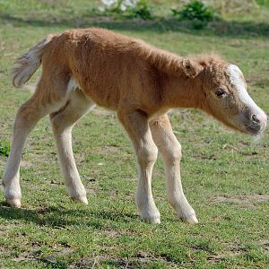 Foal - American Miniature Horse - Wingham Wildlife 29/09/2018
