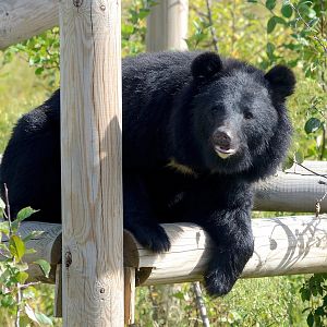 Mika - Manchurian Black Bear - Wingham Wildlife 29/09/2018