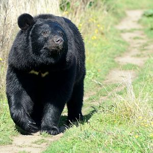Aroon - Manchurian Black Bear - Wingham Wildlife 29/09/2018