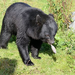 Aroon - Manchurian Black Bear - Wingham Wildlife 29/09/2018