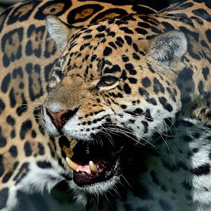 Loki - Jaguar - Wingham Wildlife 29/09/2018