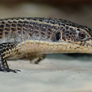 Sudan Plated Lizard - Wingham Wildlife 29/09/2018