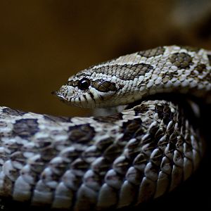 Western Hognose Snake - Wingham Wildlife 29/09/2018