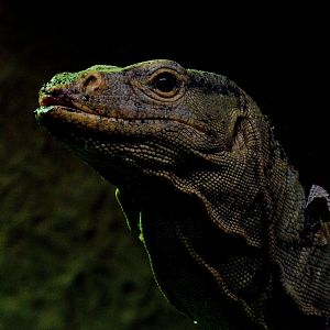 Grays Monitor - Wingham Wildlife 29/09/2018