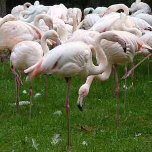Greater flamingos (Phoenicopterus ruber roseus)