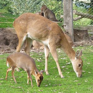 Mixed species at Rimba