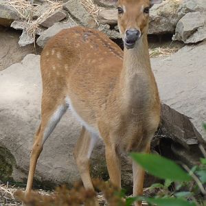 Hog deer or Myanmar thamin?