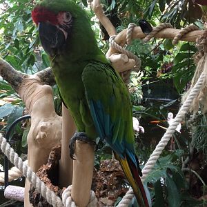 Military Macaw