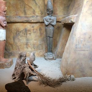 Fennec Fox Enclosure