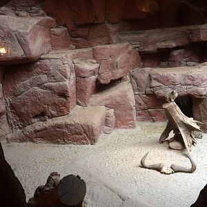 Meerkat Enclosure