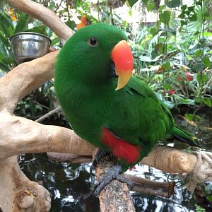 Eclectus Parrot