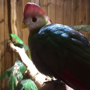 Red Crested Turaco