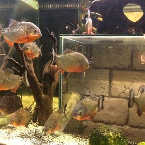 Piranhas