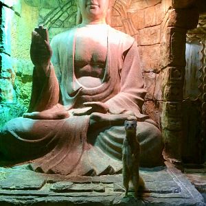 Yellow Mongoose Enclosure