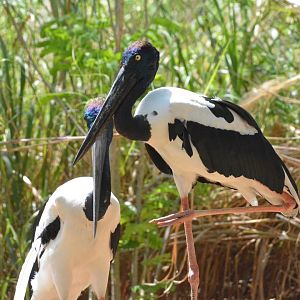 Black-necked stork (Ephippiorhynchus asiaticus)