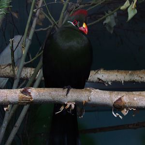 Guinea & violet turaco hybrid