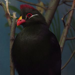 Guinea & violet turaco hybrid
