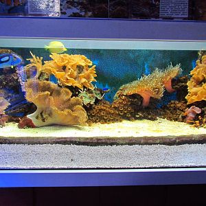 Marine aquarium