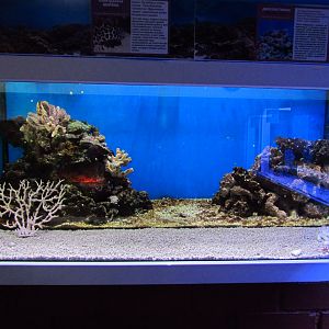 Marine aquarium 3