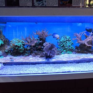 Marine aquarium 4