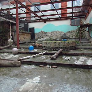 Siberian tiger exhibit