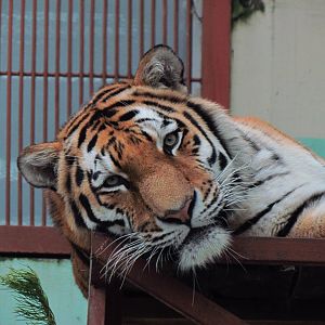 Siberian tiger
