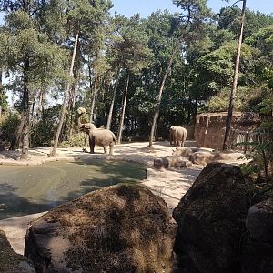 Elephant-enclosure
