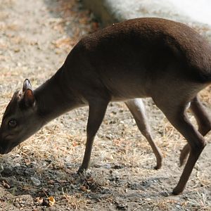 Blue duiker