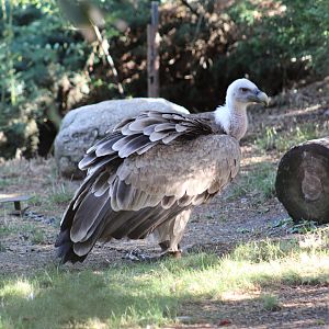 Eurasian Griffon Vulture