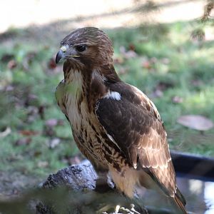 Red-Tailed Hawk