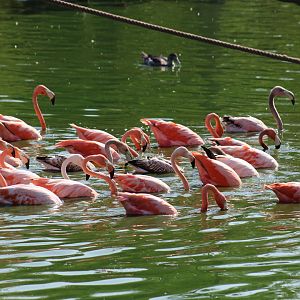 American Flamingos