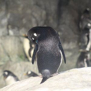 Adélie Penguin