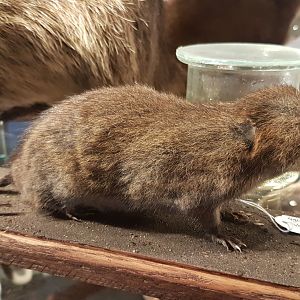 European water vole