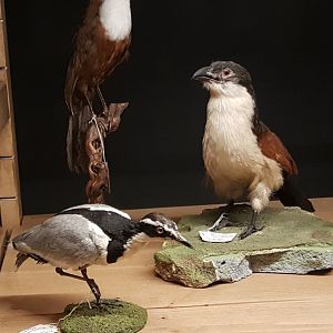Bird-display
